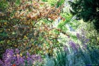 Jardin de l'abbaye de Valsaintes_Simiane-la-Rotonde Jardin de l'abbaye de Valsaintes_Simiane-la-Rotonde