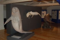 Exposition Sirènes et Fossiles