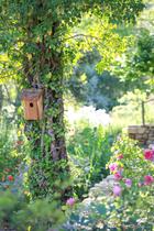 Jardin de l'abbaye de Valsaintes_Simiane-la-Rotonde Jardin de l'abbaye de Valsaintes_Simiane-la-Rotonde