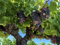 Vigne du Luberon