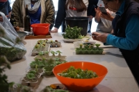 Le Grand Jardin d' Elisabeth - Cueillette et  dégustation plantes sauvages comestibles 4Cueillette et  dégustation plantes sauvages comestibles 4